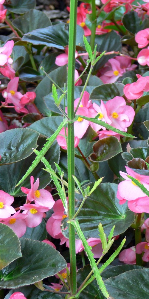 Image of Verbena bonariensis specimen.