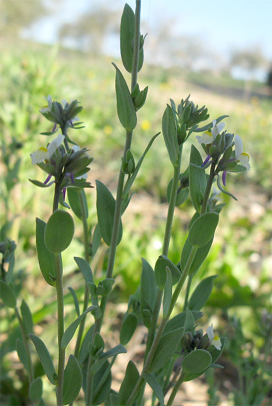 Изображение особи Linaria albifrons.