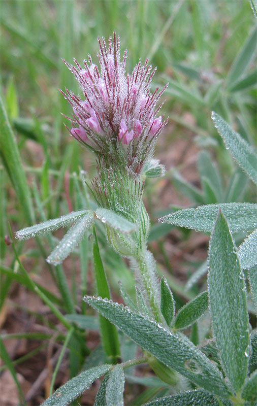 Изображение особи род Trifolium.