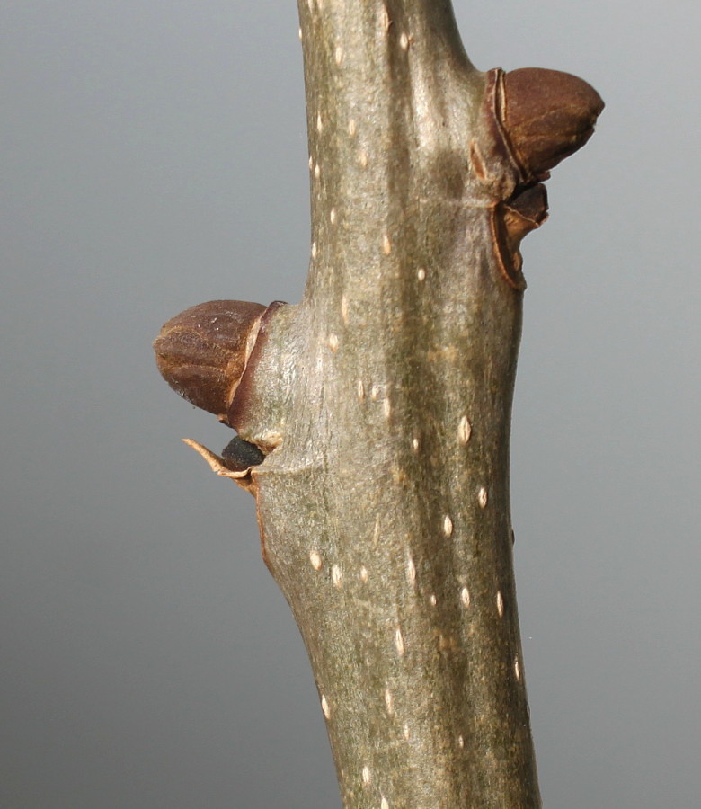 Image of Fraxinus excelsior specimen.