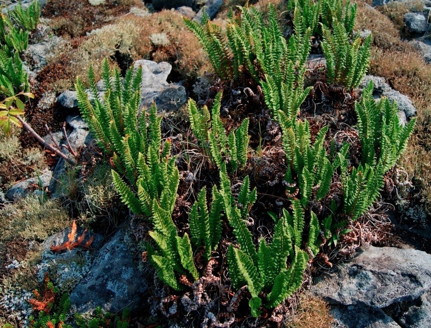 Изображение особи Dryopteris fragrans.