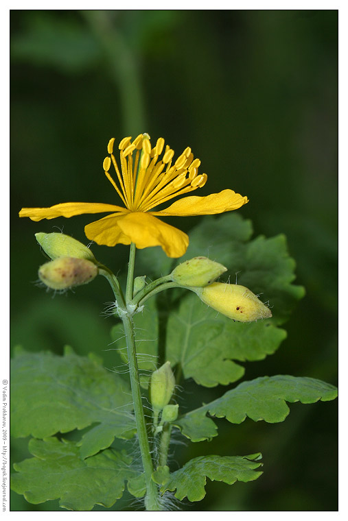 Image of Chelidonium majus specimen.