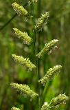 Beckmannia eruciformis
