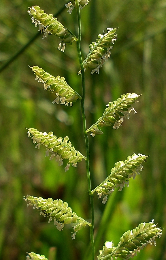 Beckmannia eruciformis - Image of an specimen - Plantarium