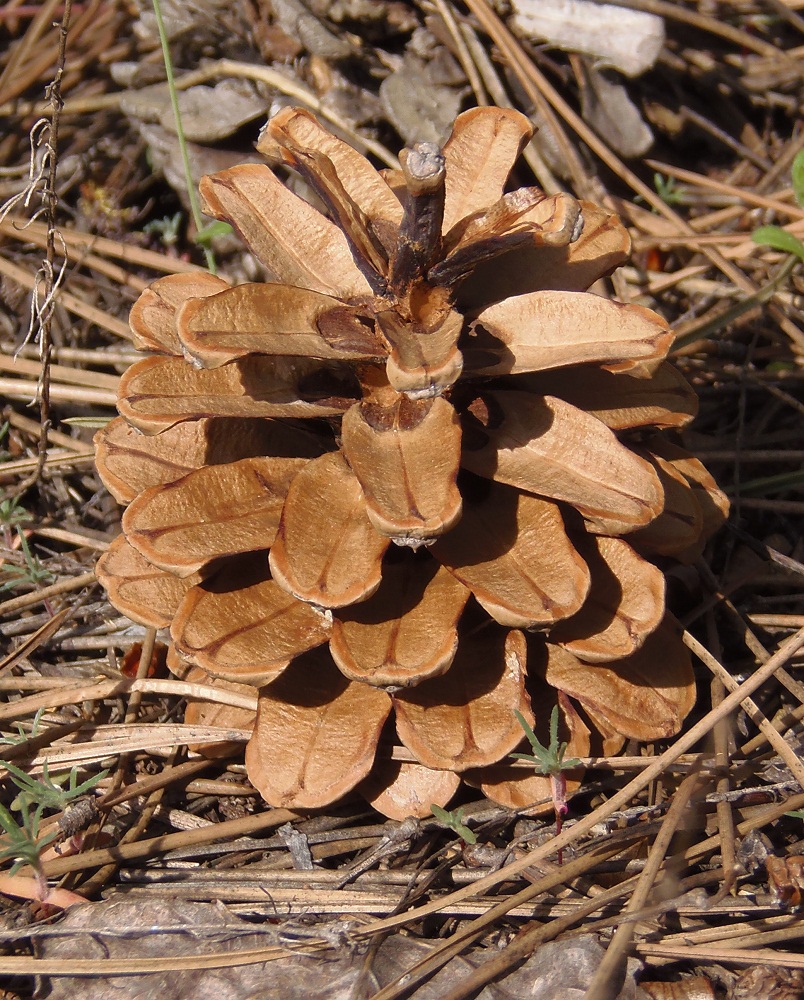 Изображение особи Pinus pallasiana.