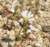 Cerastium glutinosum. Цветущее растение. Краснодарский край, Ейский п-ов, коса Долгая. 29.04.2013.