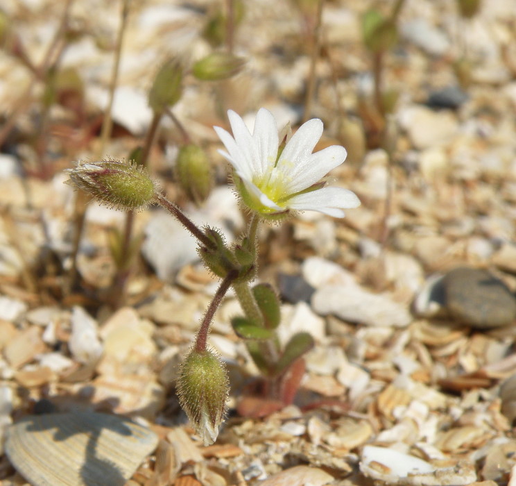 Image of Cerastium glutinosum specimen.