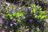Viola ambigua. Цветущие растения. Крым, Долгоруковская яйла. 27 апреля 2013 г.