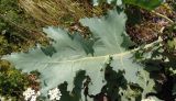 Crambe maritima