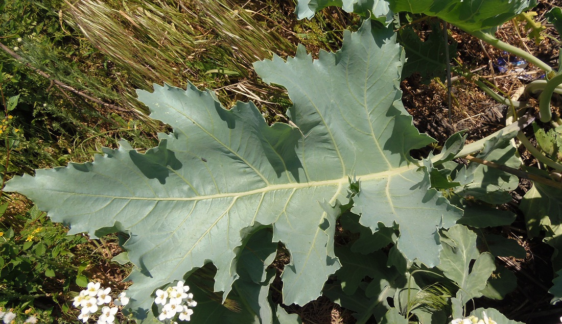 Изображение особи Crambe maritima.