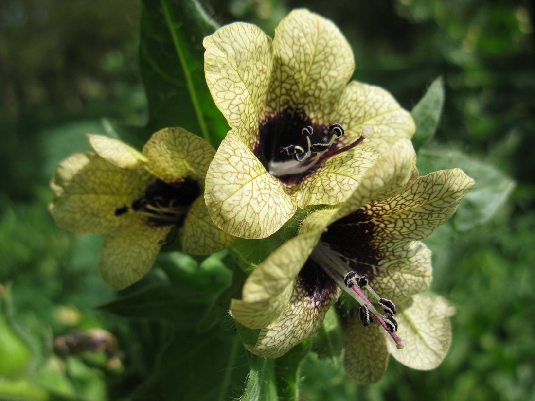 Изображение особи Hyoscyamus niger.