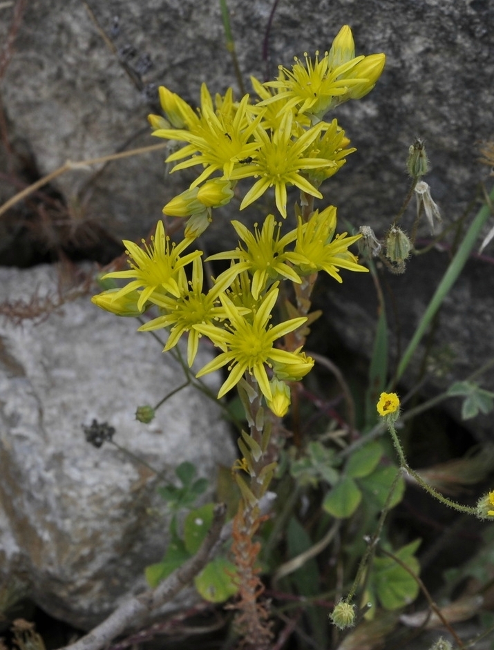 Image of Sedum reflexum specimen.