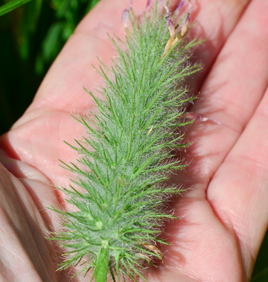 Изображение особи Trifolium purpureum.