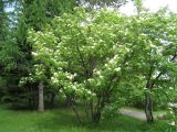 Sorbus aucuparia