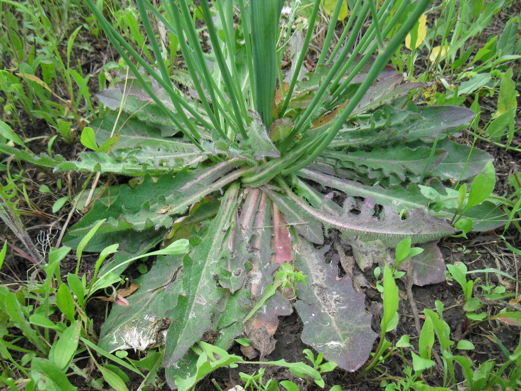 Image of Hypochaeris radicata specimen.