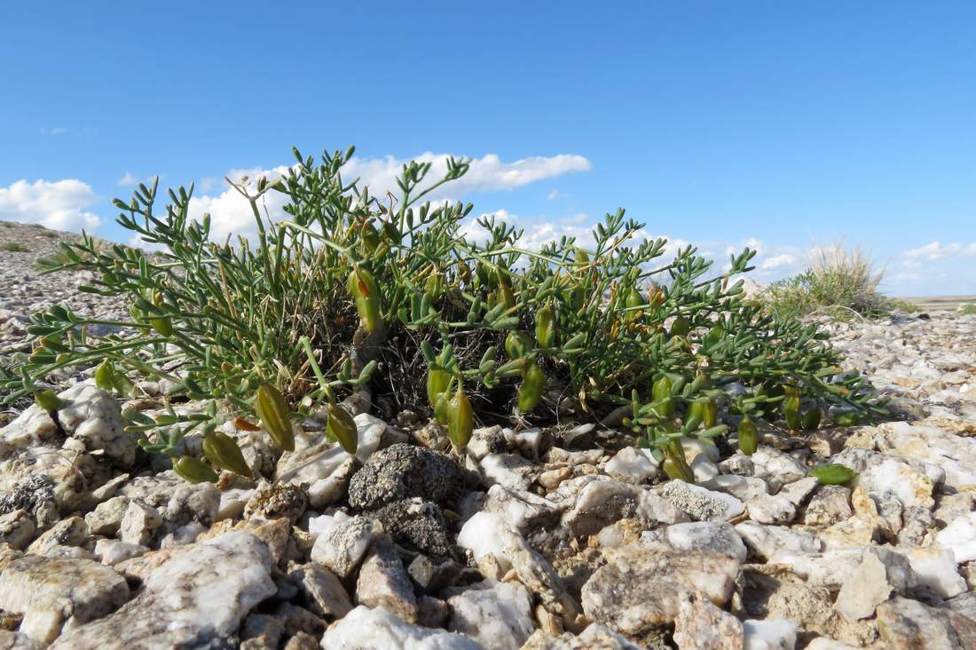 Изображение особи Zygophyllum kopalense.