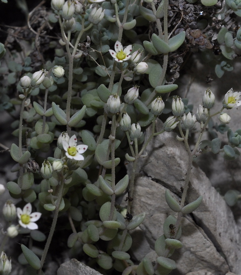 Image of Sedum dasyphyllum specimen.