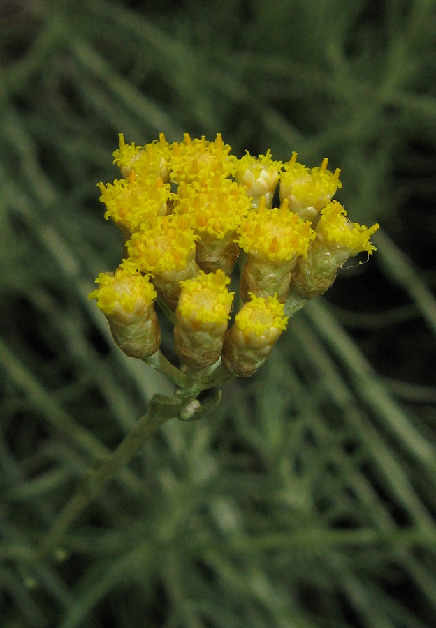 Изображение особи род Helichrysum.