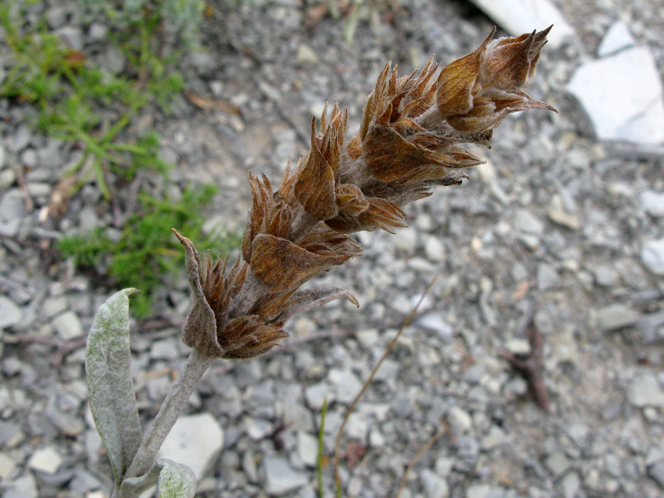 Image of Sideritis euxina specimen.