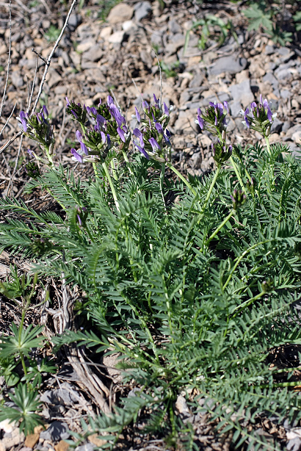 Изображение особи Astragalus kurdaicus.