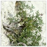 Pimpinella tragium. Растение на гипсовой скале. Республика Татарстан, Камско-Устьинский район, памятник природы \"Юрьевские пещеры\". 11.06.2009.