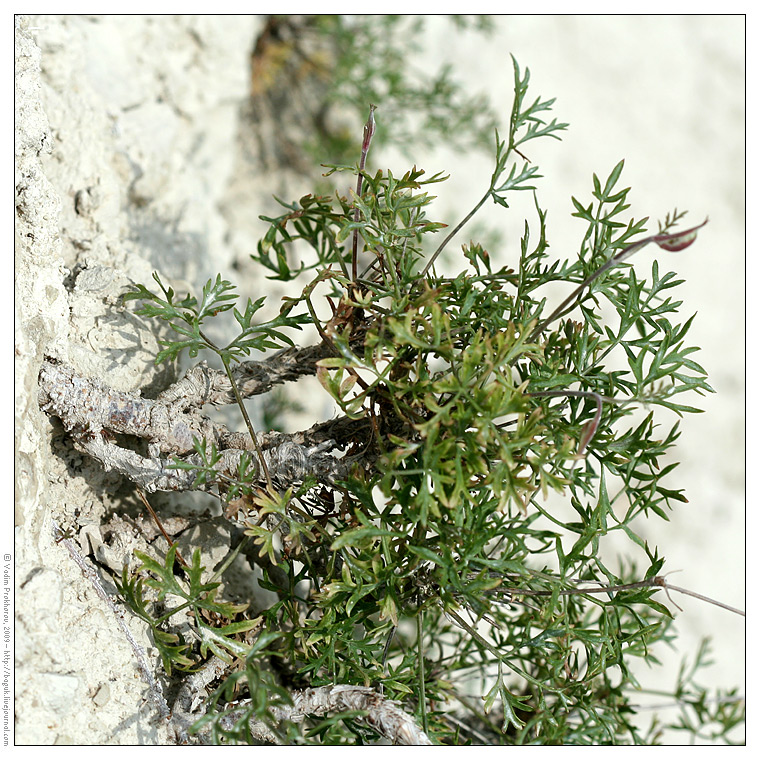 Image of Pimpinella tragium specimen.