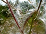 Chamaenerion angustifolium. Раскрывшийся плод. Чувашия, окр. г. Шумерля, урочище \"Торф\". 6 августа 2013 г.