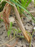 Typha angustifolia. Основание генеративного побега. Костромская обл., Кадыйский р-н, окр. с. Завражье, пойма р. Нёмда (Горьковское вдхр.). 22.07.2013.