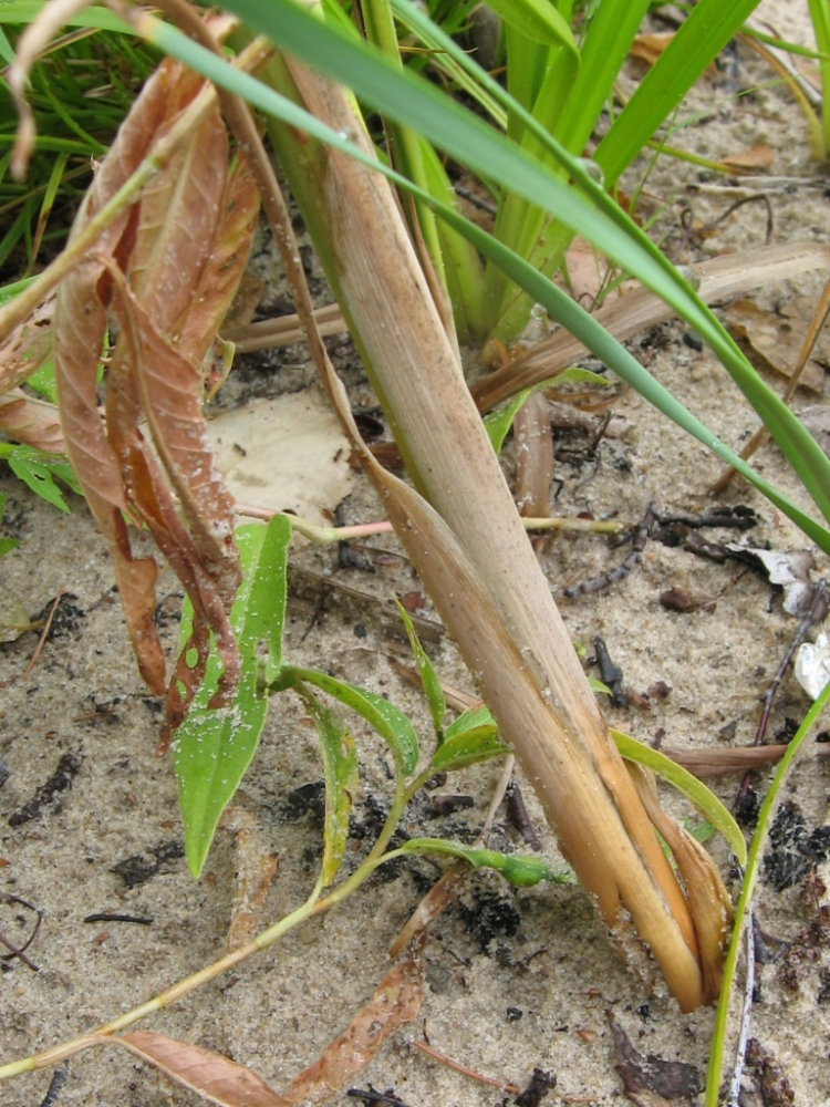 Изображение особи Typha angustifolia.