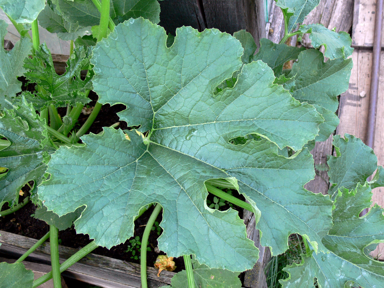 Image of Cucurbita pepo specimen.