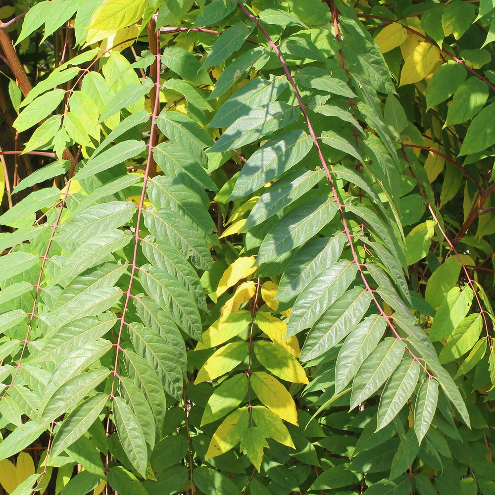 Изображение особи Ailanthus altissima.