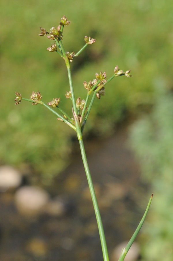 Изображение особи Juncus articulatus.