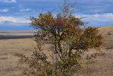 Crataegus dipyrena. Плодоносящее растение. Крым, Керченский п-ов, Приазовье, Караларская степь. 21.09.2013.