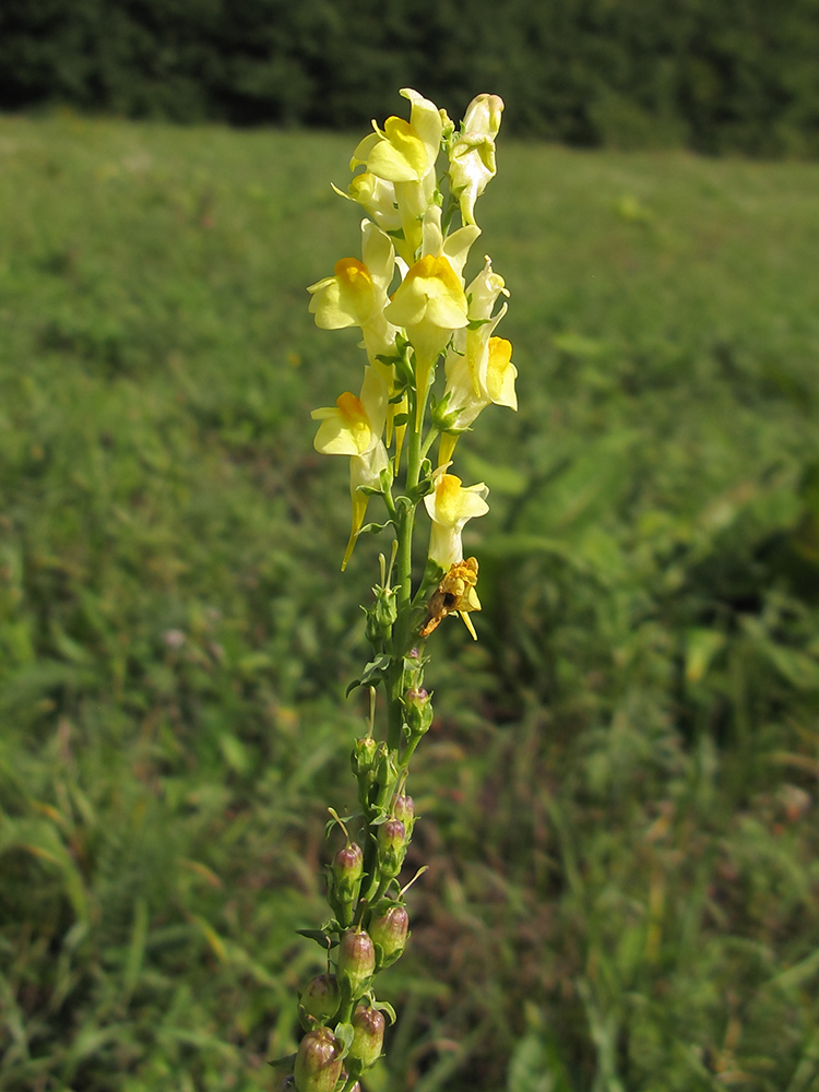 Image of Linaria ruthenica specimen.