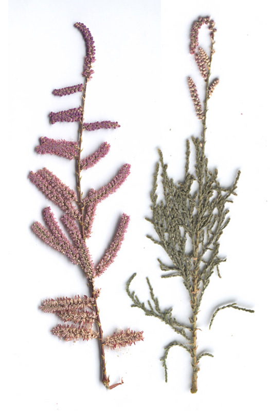 Image of Tamarix ramosissima specimen.