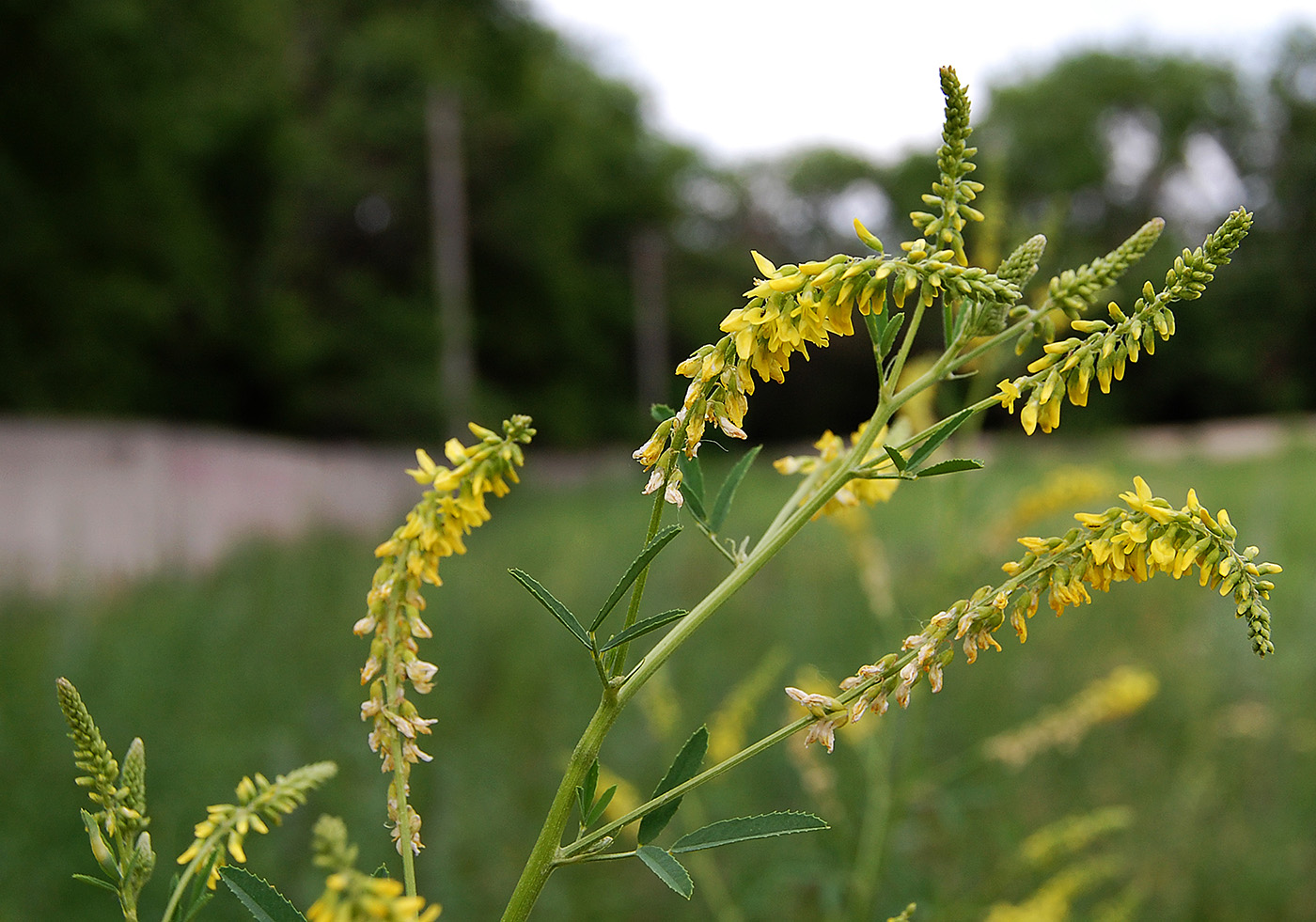 Изображение особи Melilotus officinalis.