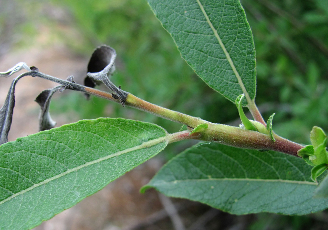 Image of Salix myrsinifolia specimen.