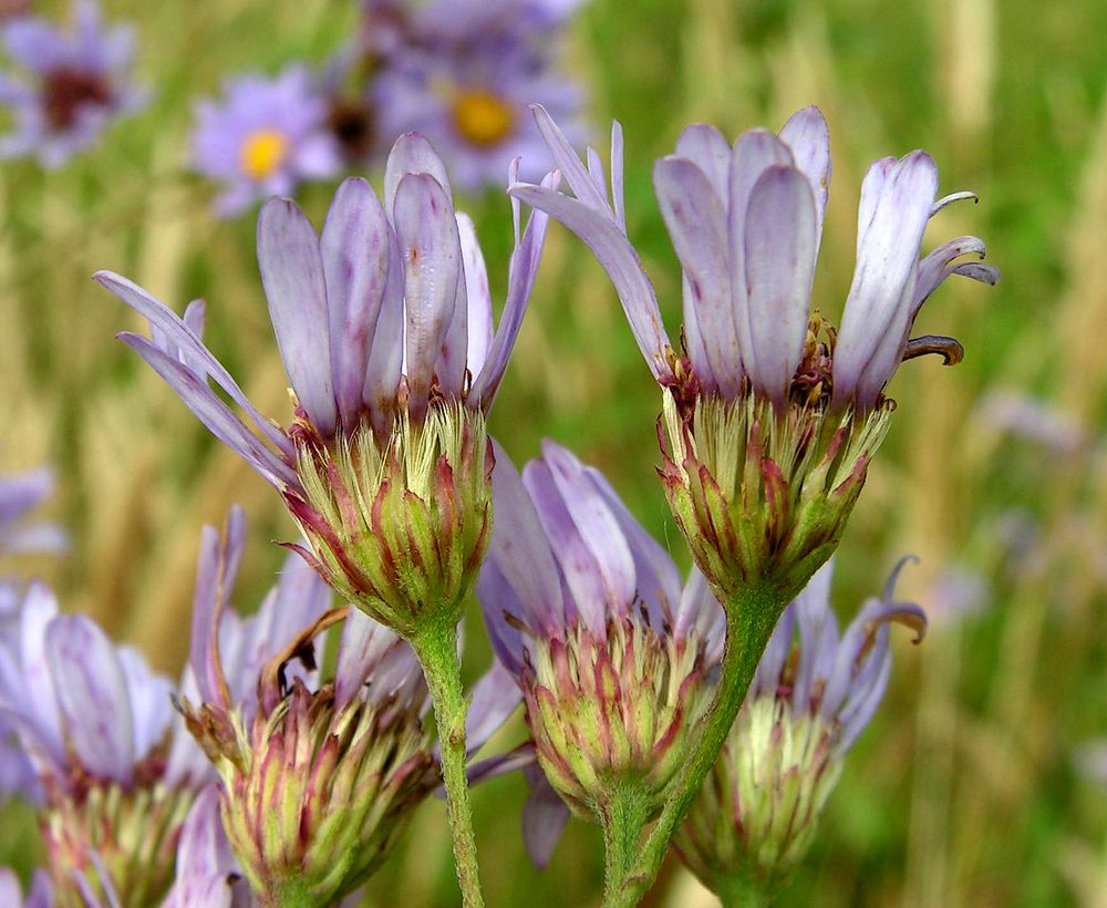 Image of Aster tataricus specimen.