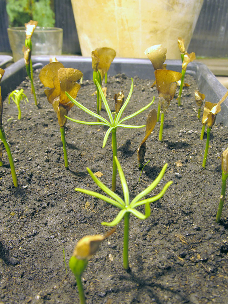 Image of Abies nordmanniana specimen.
