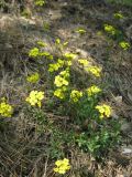 Draba sibirica. Цветущее растение. Окр. Томска, опушка соснового леса. 15.05.2009.