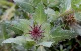 Centaurea benedicta
