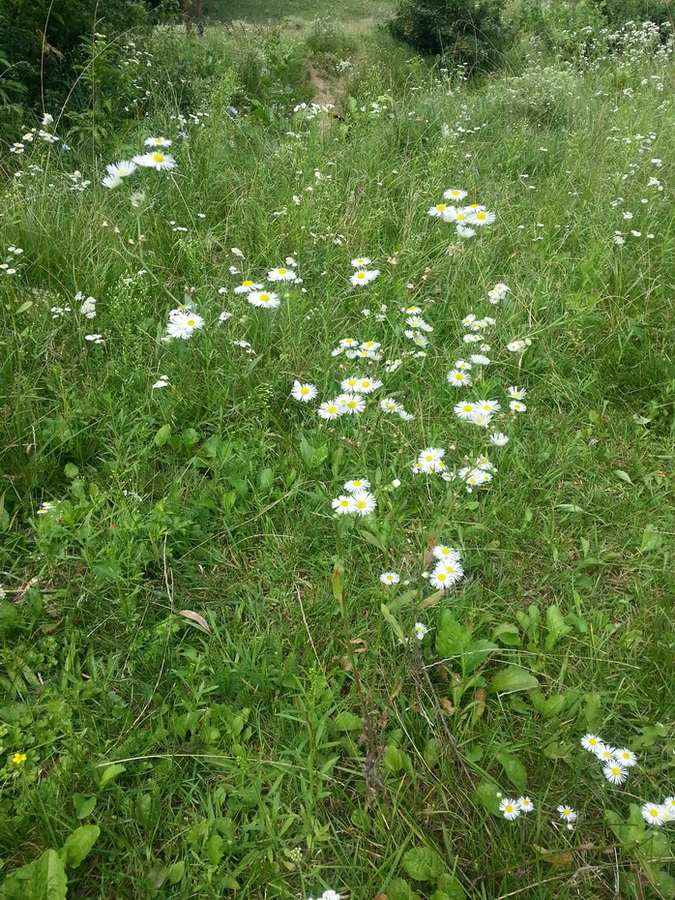 Изображение особи Erigeron annuus.