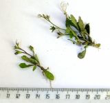 Mazus pumilus