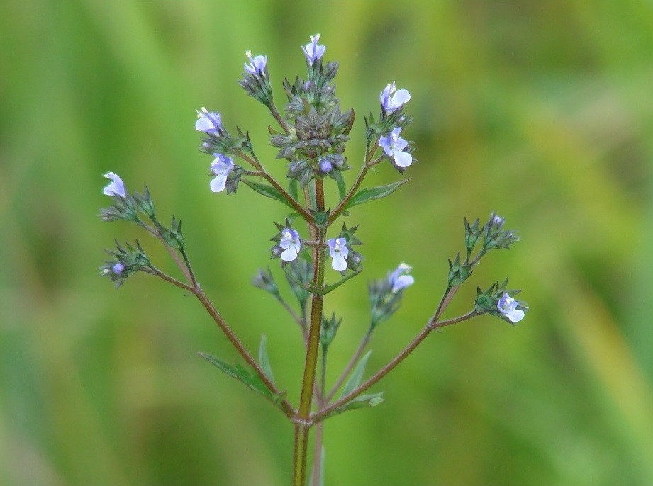 Изображение особи Amethystea caerulea.