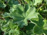 genus Alchemilla. Листья. Тверская обл., Кимрский р-н. 18.05.2013.