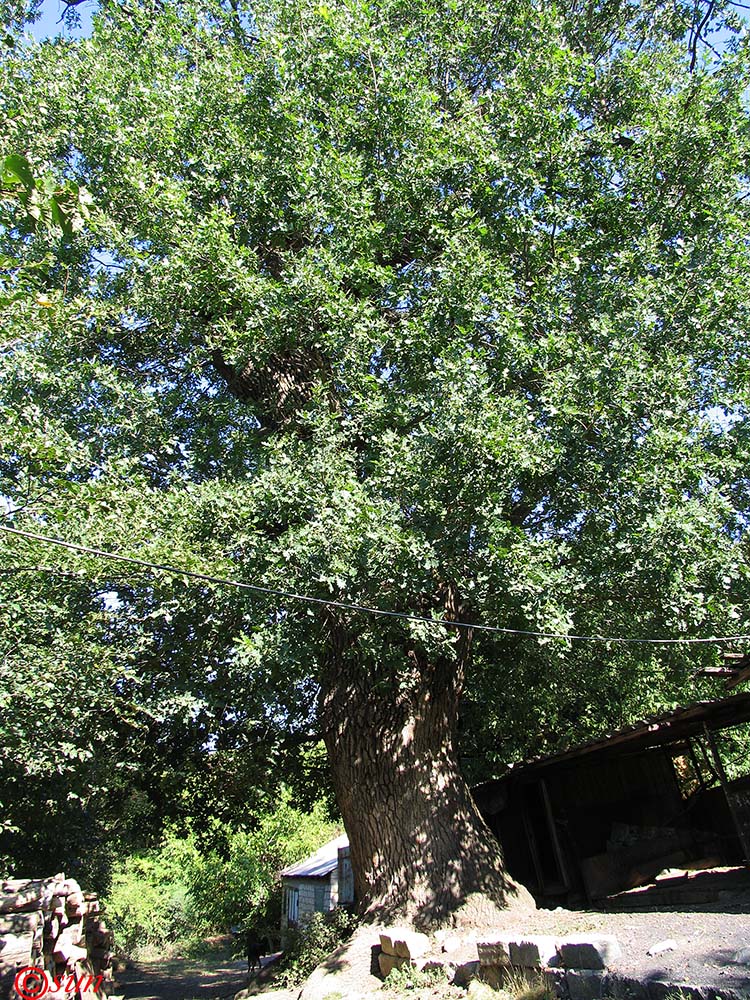 Image of Quercus robur specimen.