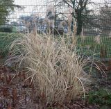 Miscanthus sinensis. Перезимовавшее плодоносящее растение ('Variegatus'). Германия, г. Дюссельдорф, Ботанический сад университета. 02.03.2014.