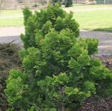 Chamaecyparis obtusa. Вегетирующее растение ('Nana Aurea'). Германия, г. Дюссельдорф, Ботанический сад университета. 02.03.2014.