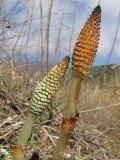 Equisetum telmateia. Верхушки спороносных побегов. Краснодарский край, м/о г. Новороссийск, у ручья. 22.03.2014.