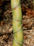 Phyllostachys viridi-glaucescens. Средняя часть ствола с необычным расположением междоузлий. Германия, г. Дюссельдорф, Ботанический сад университета. 10.03.2014.